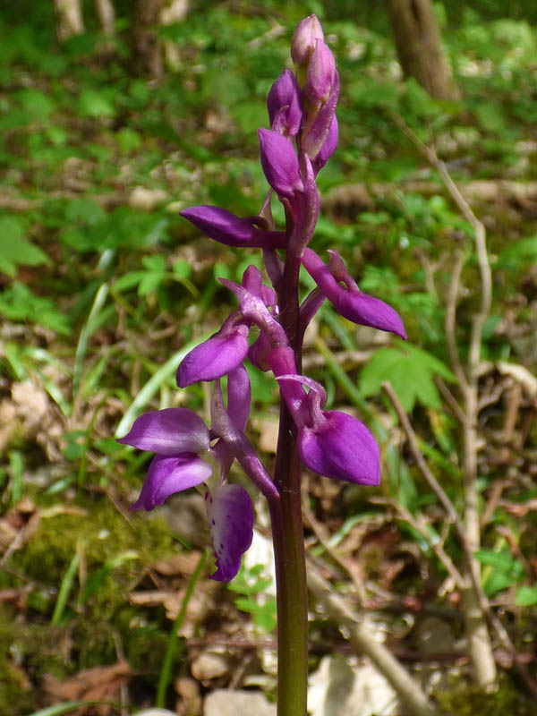 Orchis mascula 'purpurea'